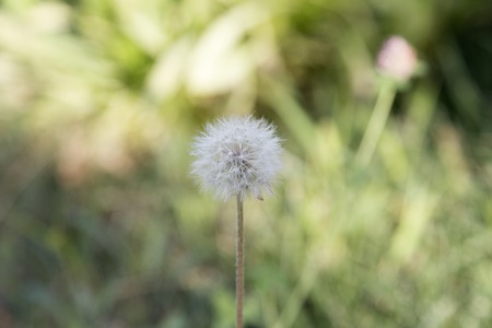 Single dandelion flower in the meadow. The background is blurred. Close-up.の写真素材