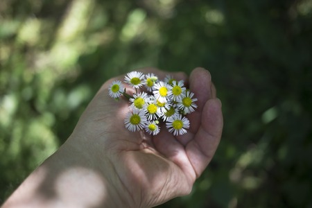 Hand with a chamomile on sunny summer day.の写真素材