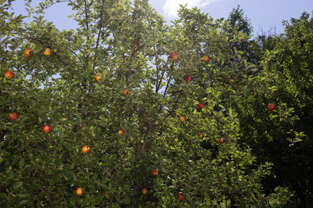 Beautiful apple garden in the sunny day.
