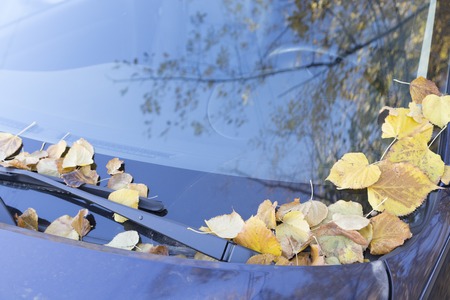 Dry autumn leaves on the bright purple car. Close-up.の写真素材