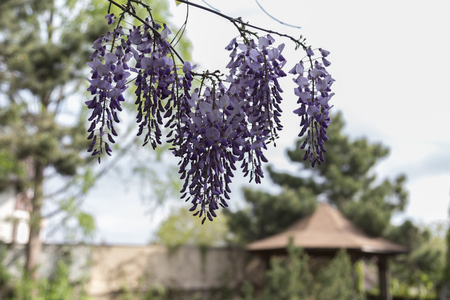 Wisteria is the perfect tropical plant for garden.の写真素材