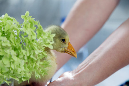 Young goose on hands and green lettuce. Close-up.