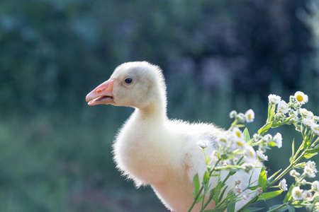 A young goose is carried on the arm and chamomile. The background is blurred. Close-up.の写真素材
