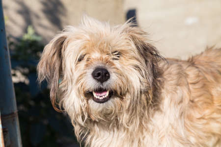 Portrait of a cute shaggy mixed breed dog. Close-up.の写真素材