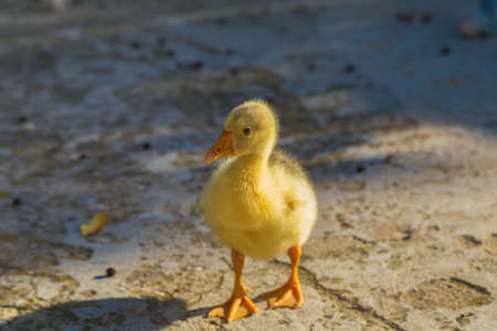 Young goose is walking in a backyard. Close-up.の写真素材