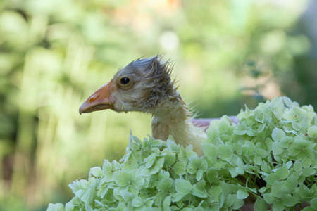 The wet gosling hid in the hydrangea. The background is blurred. Close-up.の写真素材