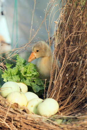 Young goose is walking in a backyard. Close-up.の写真素材