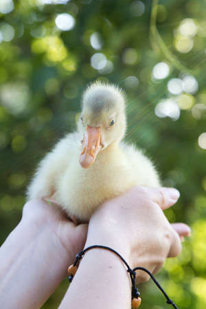 A young goose is carried on the arm. The background is blurred. Close-up.の写真素材