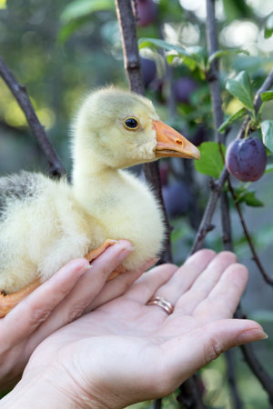 A young goose is carried on the arm and a plum tree. The background is blurred. Close-up.