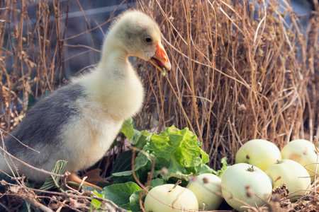 Young goose is walking in a backyard. Close-up.