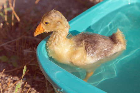 Gosling swims in a basin in the rays of the setting sun. Close-up.
