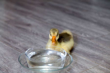 Young goose on a floor and glass bowl with water. Close-up.の写真素材