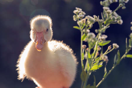 A young goose is carried on the arm and chamomile. The background is blurred. Close-up.の写真素材