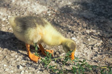 Young goose is walking in a backyard. The background is blurred. Close-up.