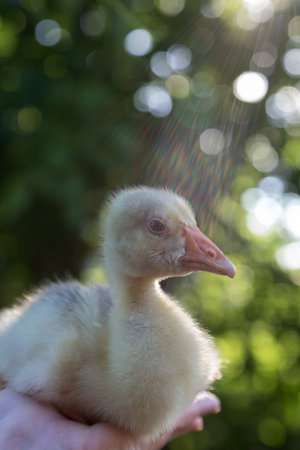 A young goose is carried on the arm. The background is blurred. Close-up.
