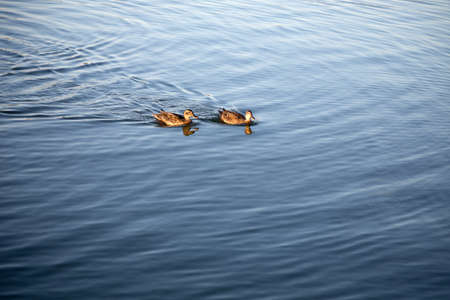 Portrait of two ducks on the water. Close-up.の写真素材