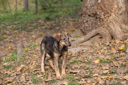 Street dog in autumn in the city park. City life in autumn.