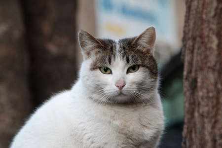 The gray-white cat is looking at you. This is a portrait of a cat. Close-up.の写真素材