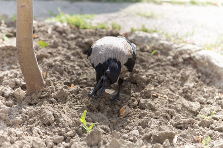 A crow near a tree is looking for food. Close-up.の写真素材