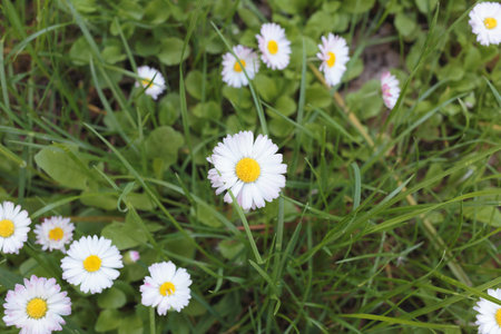 Wild camomile daisy flowers growing on green meadow. It may be used as background for desctop. Close-up.の写真素材