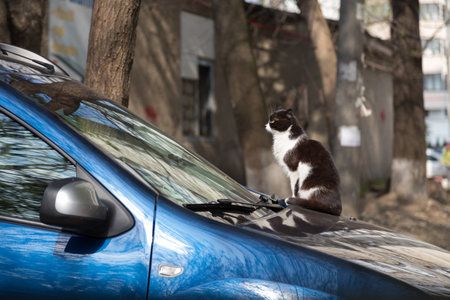 A black and white cat is lying on a blue car. It is looking away. City scene. Close-up.の写真素材