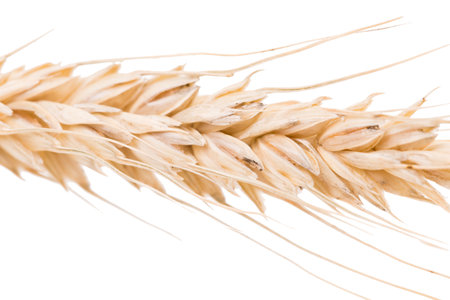 Ears of wheat isolated on white background. Close-up.の写真素材