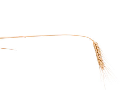 Ears of wheat isolated on white background. Close-up.の写真素材