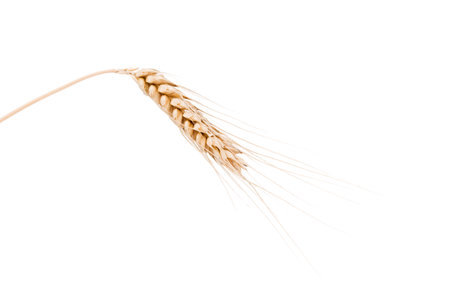 Ears of wheat isolated on white background. Close-up.の写真素材