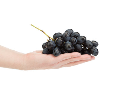 A hand holding a large bunch of fresh black grapes. Isolated over white background. Close-up.の写真素材