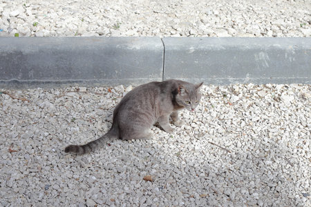 A gray cat is lying on the rubble next to the curb. Close-up.の写真素材