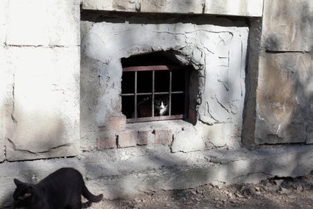 The cat is behind bars. Close-up.の写真素材