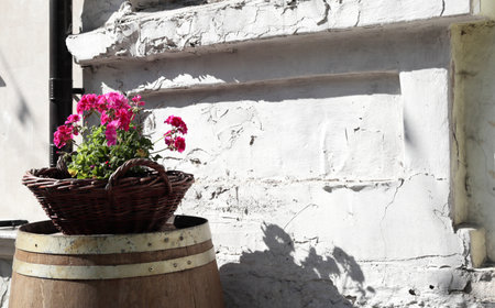 Red geranium flowers in brown wicker basket. A basket with flowers stands on an oak barrel. There is a white wall for text. Close-up. On the street of the city.の写真素材