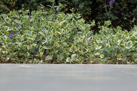 A path made of ceramic tiles in the garden. There is a place for text in the foreground. Close-up.の写真素材
