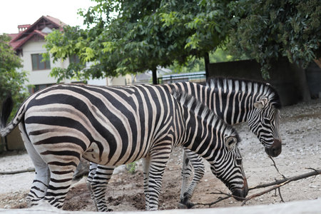 A pair of African zebras. Close-up.の写真素材