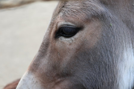 Donkey Face with the Focus on the Eyes. Close-up.の写真素材