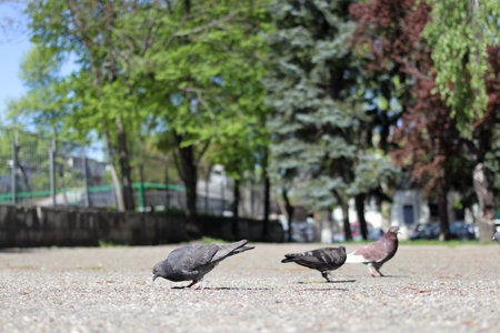 Pigeons are looking for food on the asphalt. Animal life in the city limits. Close-up.の写真素材