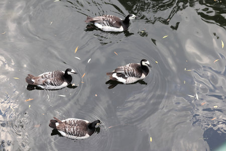 Beautiful ducks in black and white. Close-up.の写真素材