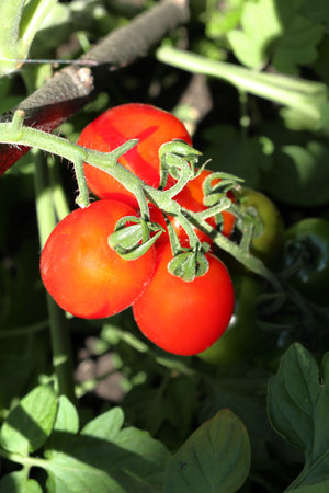 A branch of ripe red cherry tomatoes. Close-up.の写真素材