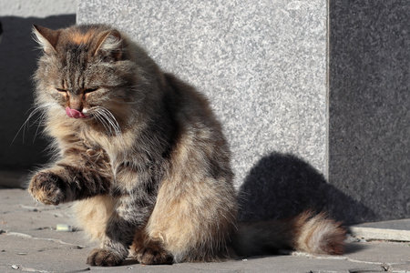 The cat sits with his tongue out and his paw raised.の写真素材