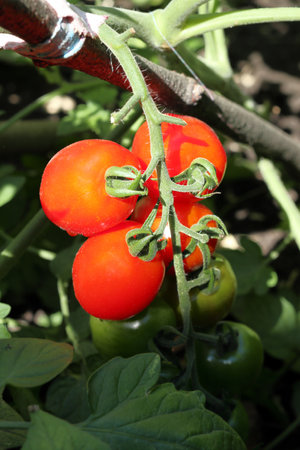 A branch of ripe red cherry tomatoes. Close-up.の写真素材