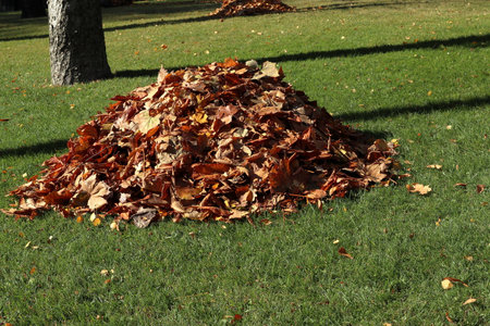 Collected pile of dry autumn leaves, cleaning of the territory.の写真素材