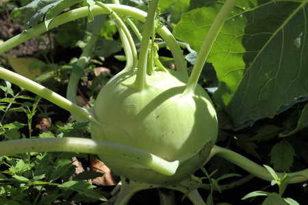 Kohlrabi giant white close-up bio fresh harvest large-grown planting tuber detail greenhouse field root crop turnip German farm farming garden harvesting organic Brassica oleracea gongylodes Europeの写真素材