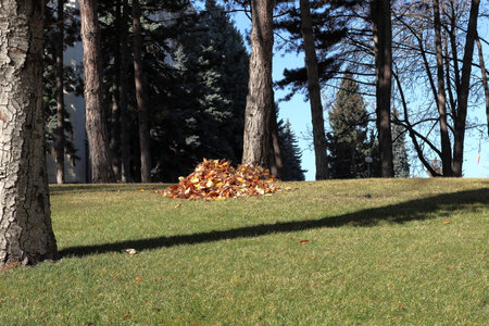 Collected pile of dry autumn leaves, cleaning of the territory.の写真素材