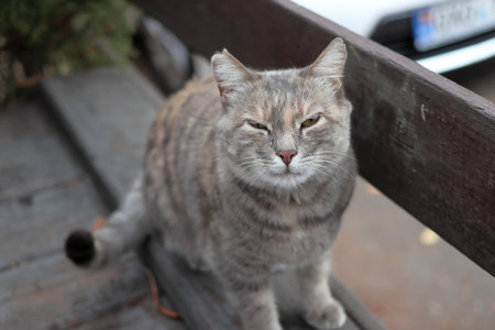 A gray street cat looks at the camera.の写真素材