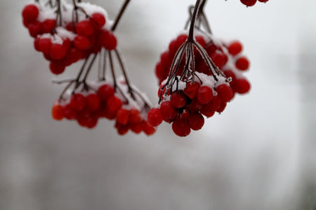 Ripe red viburnum berries covered with snow. Close-up.の写真素材