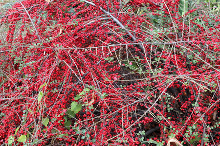 Cotoneaster horizontalis plant with red berries. It occupies the entire surface of the image. Close-up.の写真素材
