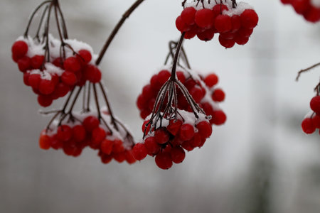 Ripe red viburnum berries covered with snow. Close-up.の写真素材