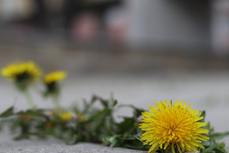 Dandelion with flower growing in a crack sidewalks. Close-up. Only the dandelion is in focus.の写真素材