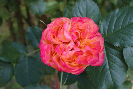A red rose flower. Close-up. The background is green.の写真素材