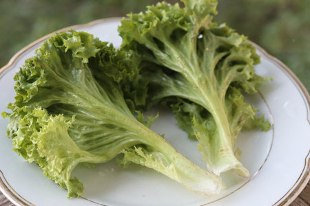 Lettuce salad leaf on white plate. Close-up.の写真素材